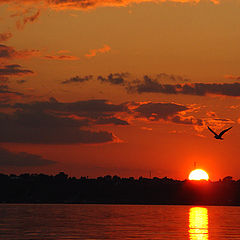 photo "Night bird..."