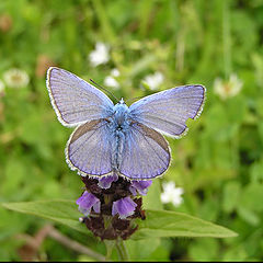 photo "Butterfly"