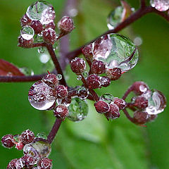 photo "Scenes in raindrops"