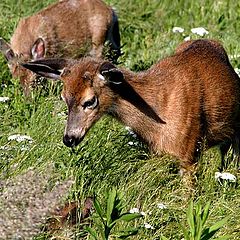 photo "Graze Without Fear..."