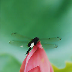 photo "Lotus and dragonfly"