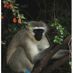 фото ""Somango monkey",  снято в национальном парке им.К"