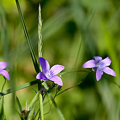 photo "Field flowers"