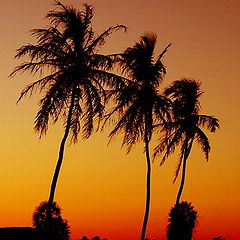 photo "Coconuts"