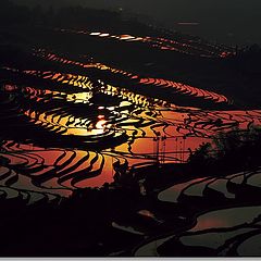 фото "Backward terraced fields of sun"