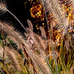 photo "Silky herbs"