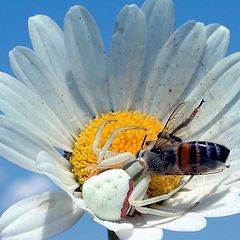 фото "Misumena vatia"