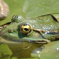 photo "The Frog"