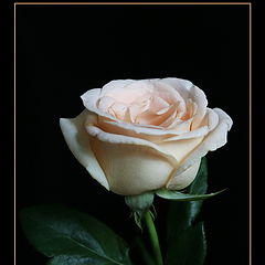 photo "Tenderness"