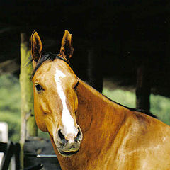 фото "Quater Horse"