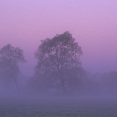 фото "Trees in the morning mist"