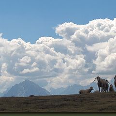 фото "sheeps on alpine pasture"