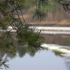photo "About spring and a pine"