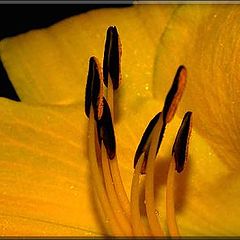 photo "Stamen Friends..."