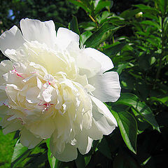 фото "White marvel - peony"