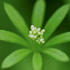 фото "Delicate white flower"