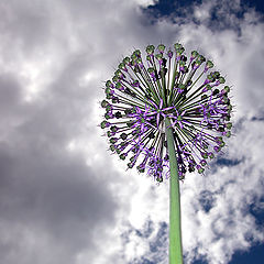 photo "higher to the skys"