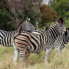 фото "Зебры, Национальный парк им.Крюгера, ЮАР 2"