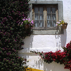 фото "window & flowers"