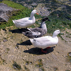 photo "Three Ducks"