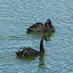 photo "Black swans"