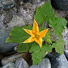 photo "pumpkin on the rock"