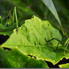 photo "Cavalry of a microcosm"