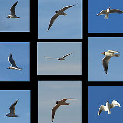 photo "Geometry of the flight"