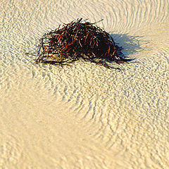 photo "Seaweed"