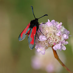 фото "Zygaena trifolii"