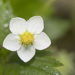 photo "Wild strawberry"