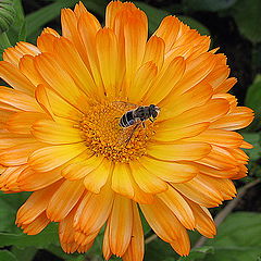 photo "Calendula"