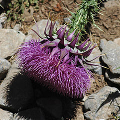 photo ""Prostrate" Flower"