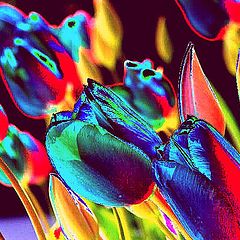 photo "Tulips in Abstract"