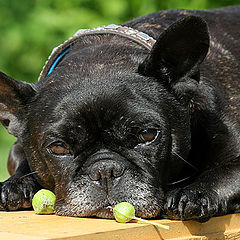 photo "Melancholy..."