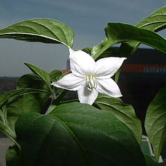 фото "Blooming Thai Pepper"