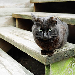 фото "Бойцовый кот"