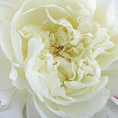 photo "Magic Peony"