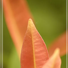 photo "Leaf 02"