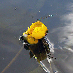 photo "Water lily and dragonfly."