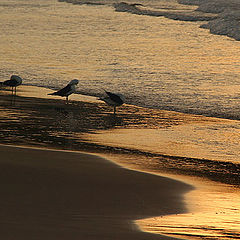 photo "Gulls"