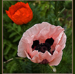 photo "Poppy"