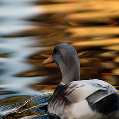 photo "Reflections"