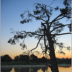 photo "Pine-tree"