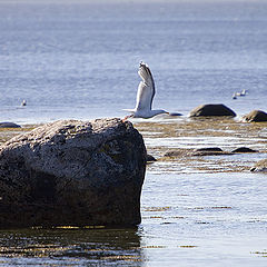 photo "Sea gull"