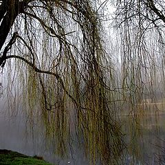 фото "Fogs and mists - 02"