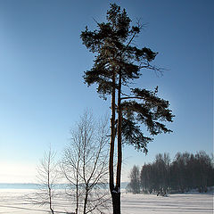 photo "Frosty morning"