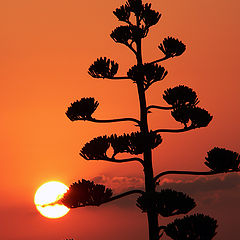 photo "Desert of Almeria-2"