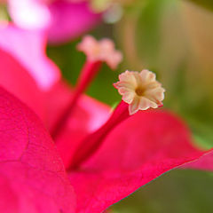 photo "Les Petites Fleurs"