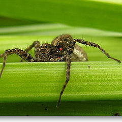 photo "Spider"